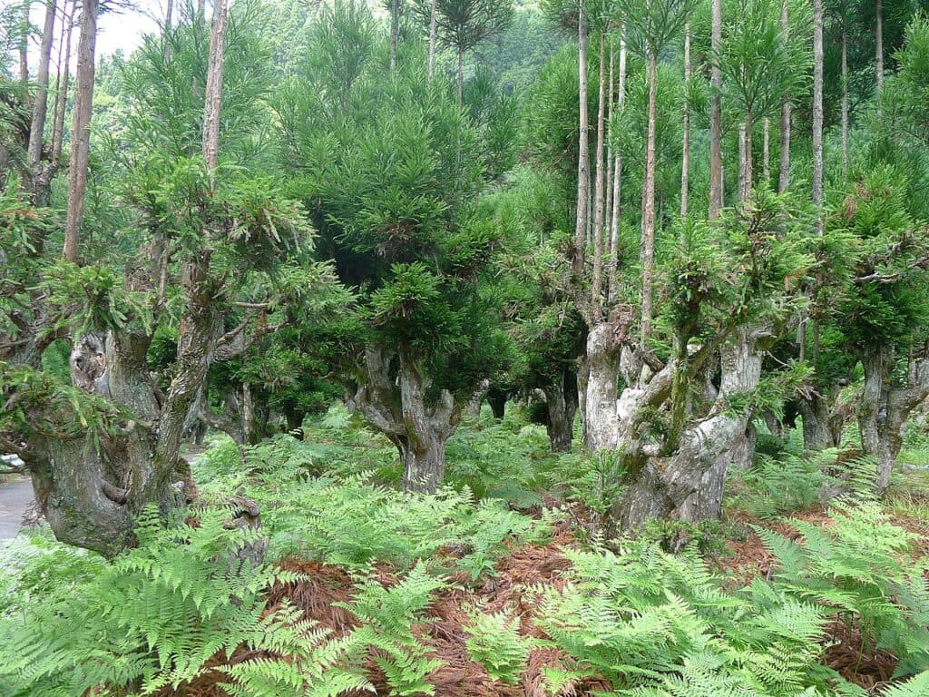 Daisugi isn't a startup—it's a 500-year-old wood-growing hack