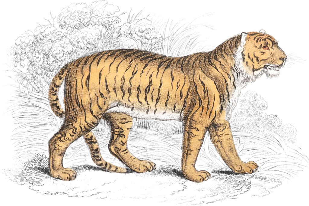 1,300 19th-century wildlife illustrations restored and open-sourced