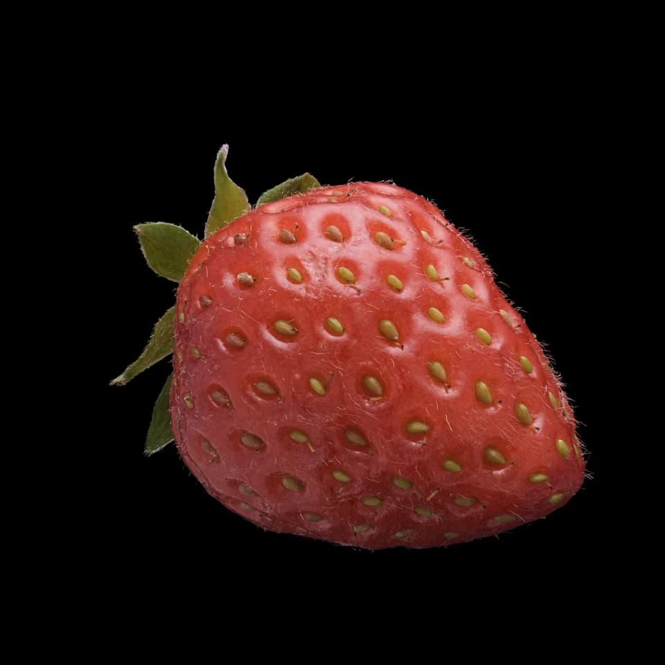 Gaussian Splat renderer brings 3D reconstruction to the browser